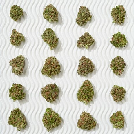 What is the THCA content of D8 Sour Hawaiian Haze?