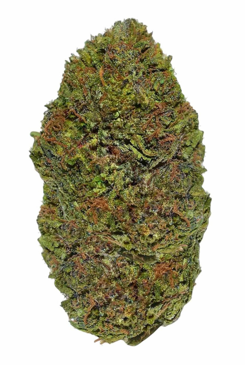 Could you tell me which type of strain the Blue Orchid belongs to?