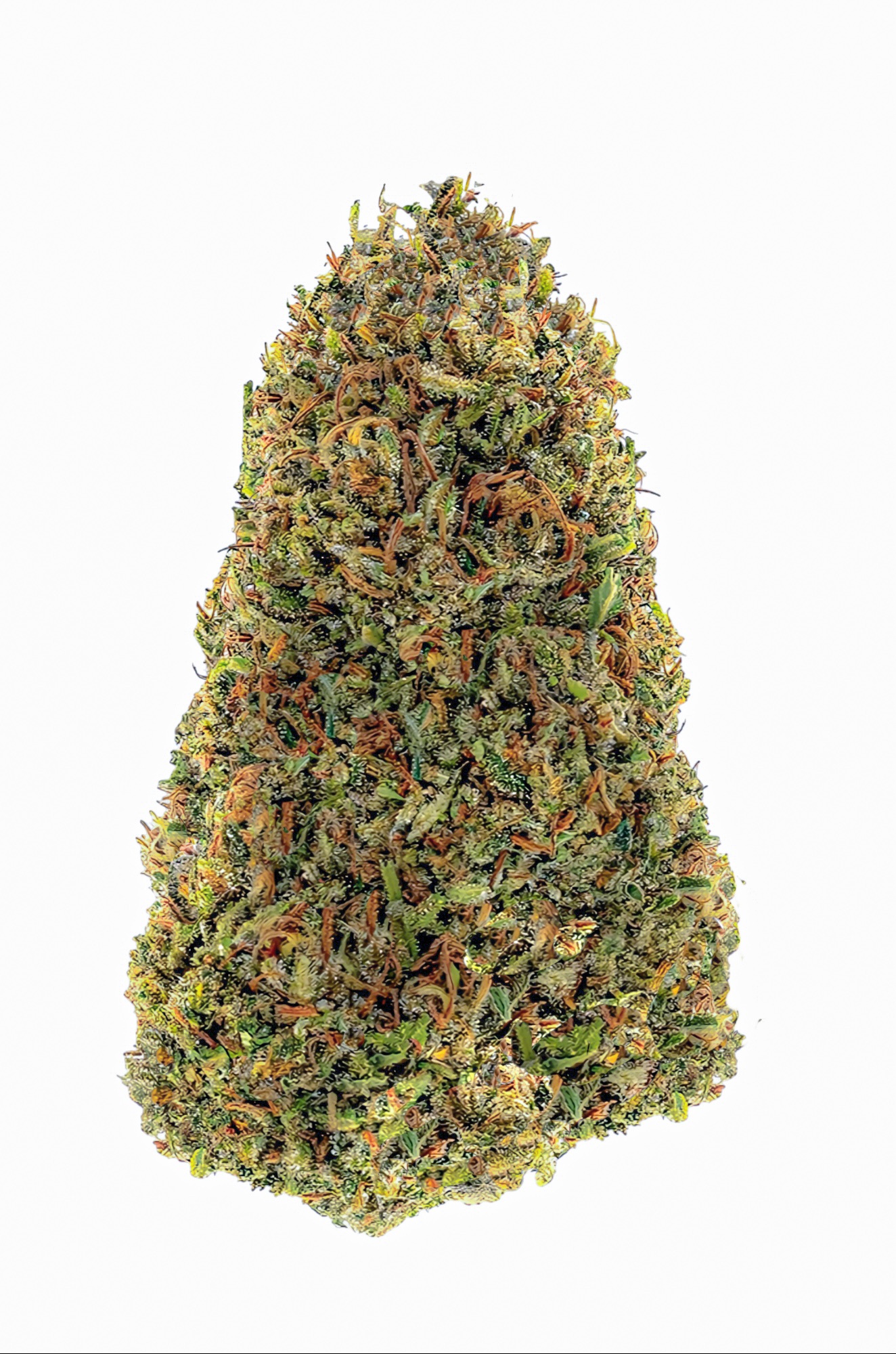 Can you describe the bud structure of Forbidden? site:plainjane.com